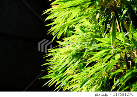 笹の葉のイメージ 117581270