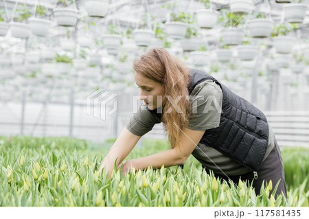 A woman takes care of cultivation in a greenhouse with tulips 117581435