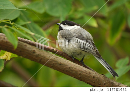 枝に止まるアメリカコガラ 枝に止まるアメリカコガラ 117581481