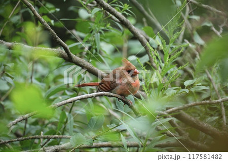 枝に止まるショウジョウコウカンチョウの幼鳥 117581482
