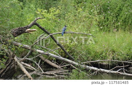 水辺の止まり木に止まるアオカケス 水辺の止まり木に止まるアオカケス 117581485