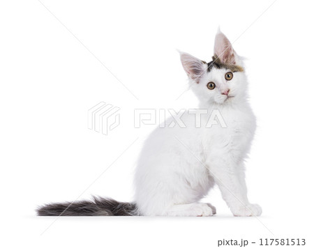 Harlequin kitten on white background Harlequin kitten on white background 117581513