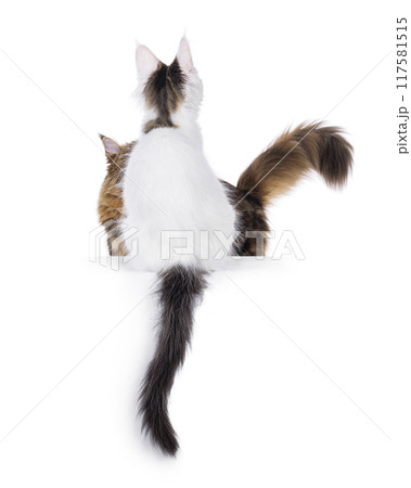 Harlequin kitten on white background Harlequin kitten on white background 117581515