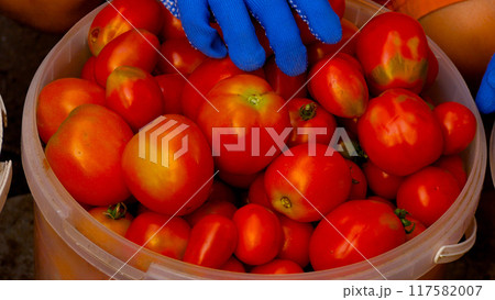 The farmer's hands put a bucket of ripe tomatoes. Harvesting tomatoes. 117582007