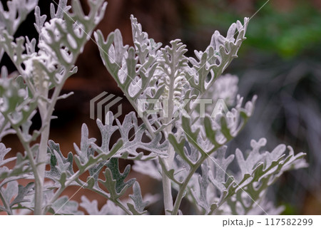 Jacobaea maritima, commonly known as silver ragwort. 117582299