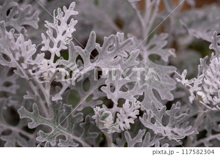 Jacobaea maritima, commonly known as silver ragwort. 117582304
