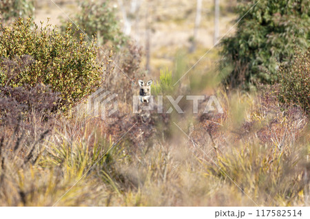 A Wallaby in their natural habitat in the Australian outback A Wallaby in their natural habitat in the Australian outback 117582514