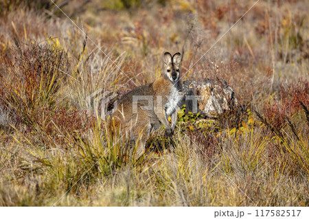 A Wallaby in their natural habitat in the Australian outback A Wallaby in their natural habitat in the Australian outback 117582517