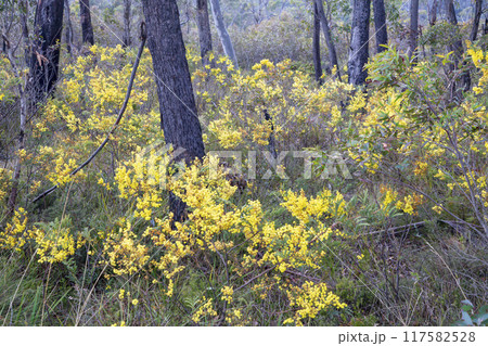 Bright yellow flowers blossoming in a serene forest setting 117582528