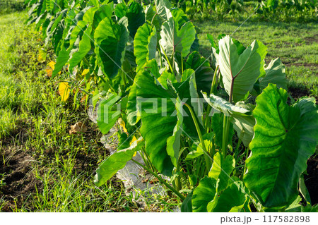 畑に植えられた里芋 畑に植えられた里芋 117582898