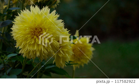 Yellow peony-shaped Dahlia flowers growing in the garden. Cultivation of autumn decorative flowers. Wallpaper background 117582922