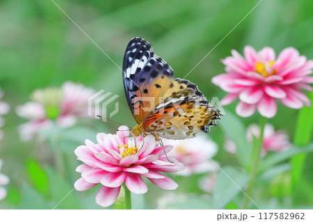 ヒャクニチソウの花にとまるツマグロヒョウモン蝶 117582962