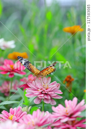 ヒャクニチソウの花の蜜を吸うツマグロヒョウモン蝶 ヒャクニチソウの花の蜜を吸うツマグロヒョウモン蝶 117583085