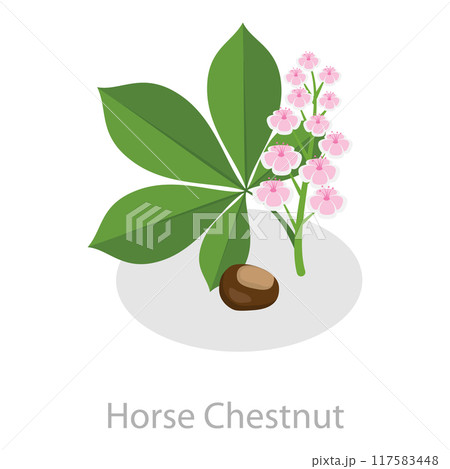 3D Isometric Flat Vector Set of Astringent Herbs, Natural Herbal Remedy. Item 3 117583448