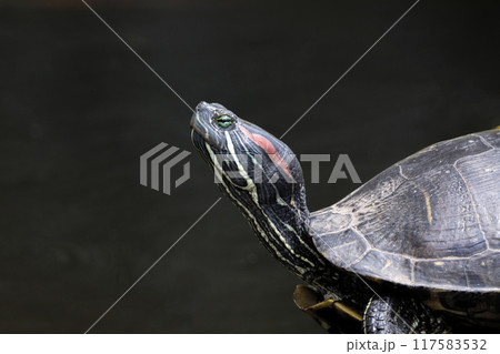 甲羅干しするミドリガメ 117583532