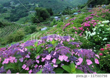 大豊町八畝の紫陽花　（高知県） 117583798