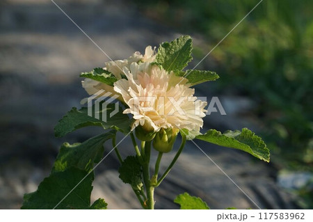 タチアオイの花 タチアオイの花 117583962