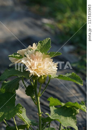 タチアオイの花 117583963