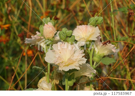 タチアオイの花 117583967