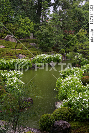 半夏生の色づく庭園 117584102