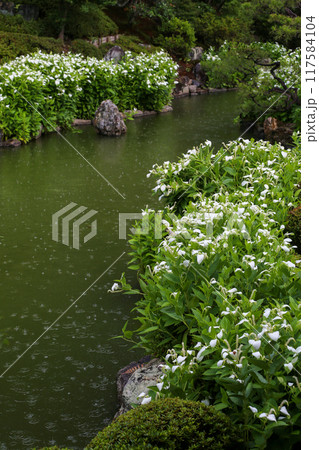 半夏生の色づく庭園 半夏生の色づく庭園 117584104