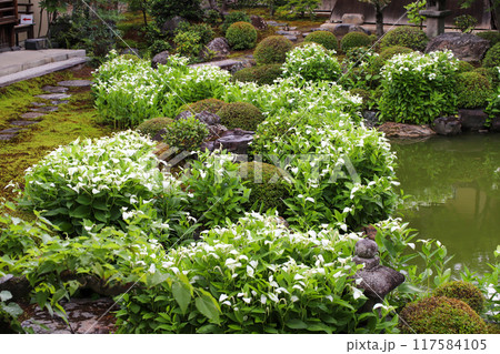 半夏生の色づく庭園 117584105