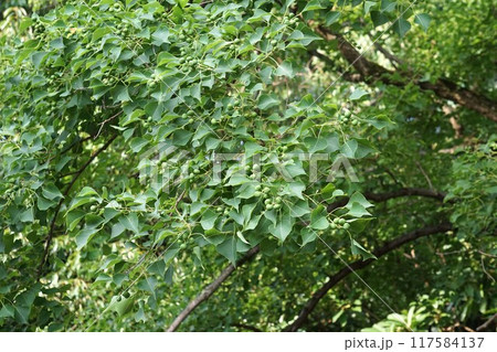 ナンキンハゼの若い実 ナンキンハゼの若い実 117584137