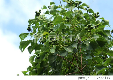 ナンキンハゼの若い実 117584145