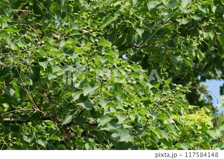 ナンキンハゼの若い実 117584148