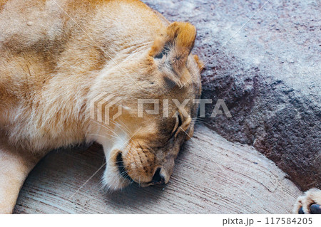 眠るライオン 117584205