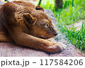 ライオンの静かな一瞬 117584206