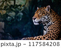 鋭い視線のジャガー 117584208