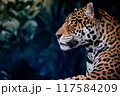 鋭い視線のジャガー 117584209