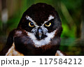 メガネフクロウの鋭い眼差し 117584212