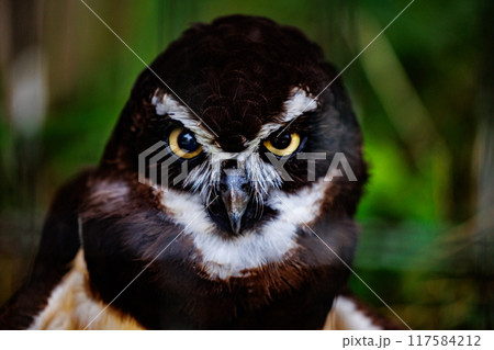 メガネフクロウの鋭い眼差し メガネフクロウの鋭い眼差し 117584212