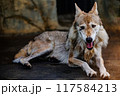 休息中のチュウゴクオオカミ 117584213