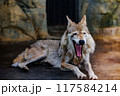 あくびするチュウゴクオオカミ 117584214