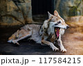 あくびするチュウゴクオオカミ 117584215