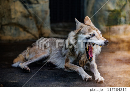 あくびするチュウゴクオオカミ 117584215