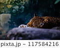 休息するジャガー 117584216