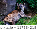 休憩中のハイエナ 117584218