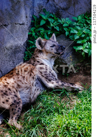 休憩中のハイエナ 休憩中のハイエナ 117584219