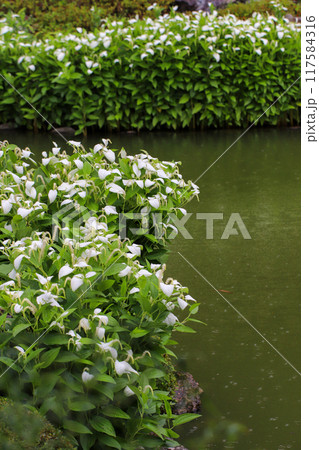 半夏生の色づく庭園 半夏生の色づく庭園 117584316