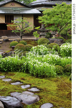 半夏生の色づく庭園 半夏生の色づく庭園 117584333