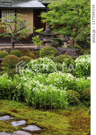 半夏生の色づく庭園 半夏生の色づく庭園 117584334