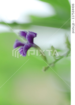 紫のデュランタの花をクローズアップ 117584406