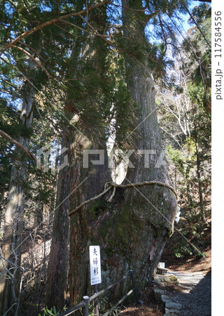 玉置神社・夫婦杉 玉置神社・夫婦杉 117584556