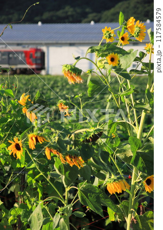 ひまわりに見守られて夕焼けの信濃路を駆け抜けるしなの鉄道115系電車_2024/8/17撮影 117584579