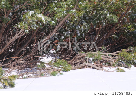 5月上旬の立山室堂平 ハイマツ群生地に隠れる雄のライチョウ 5月上旬の立山室堂平 ハイマツ群生地に隠れる雄のライチョウ 117584836