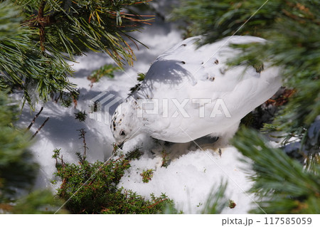5月上旬の立山室堂平 ハイマツ群生地に隠れる雌のライチョウ 5月上旬の立山室堂平 ハイマツ群生地に隠れる雌のライチョウ 117585059